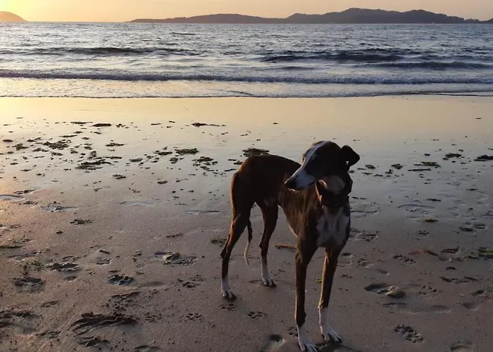 Apartman Vistazul Samil *